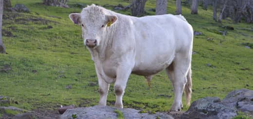 Soñar Con Toro Blanco Significado E Interpretación De Sueños